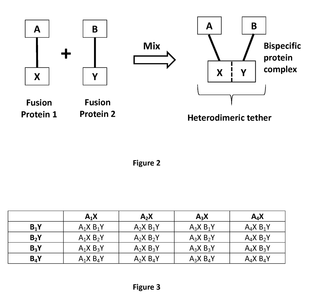 New bispecific format suitable for use in high-through-put screening