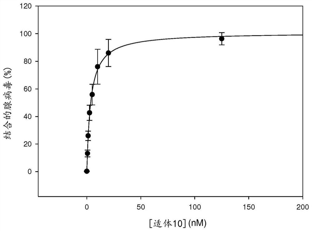 DNA aptamers specific of adenovirus types