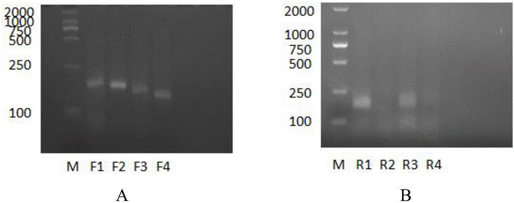 Test strip kit for detecting nucleic acid of classical swine fever virus through room-temperature recombinase polymerase amplification (RT-RPA) and application thereof