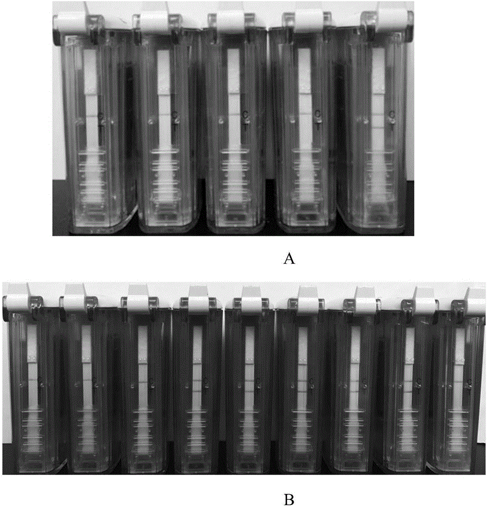 Test strip kit for detecting nucleic acid of classical swine fever virus through room-temperature recombinase polymerase amplification (RT-RPA) and application thereof