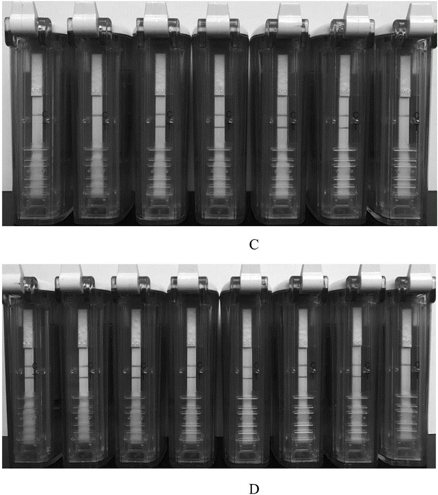 Test strip kit for detecting nucleic acid of classical swine fever virus through room-temperature recombinase polymerase amplification (RT-RPA) and application thereof