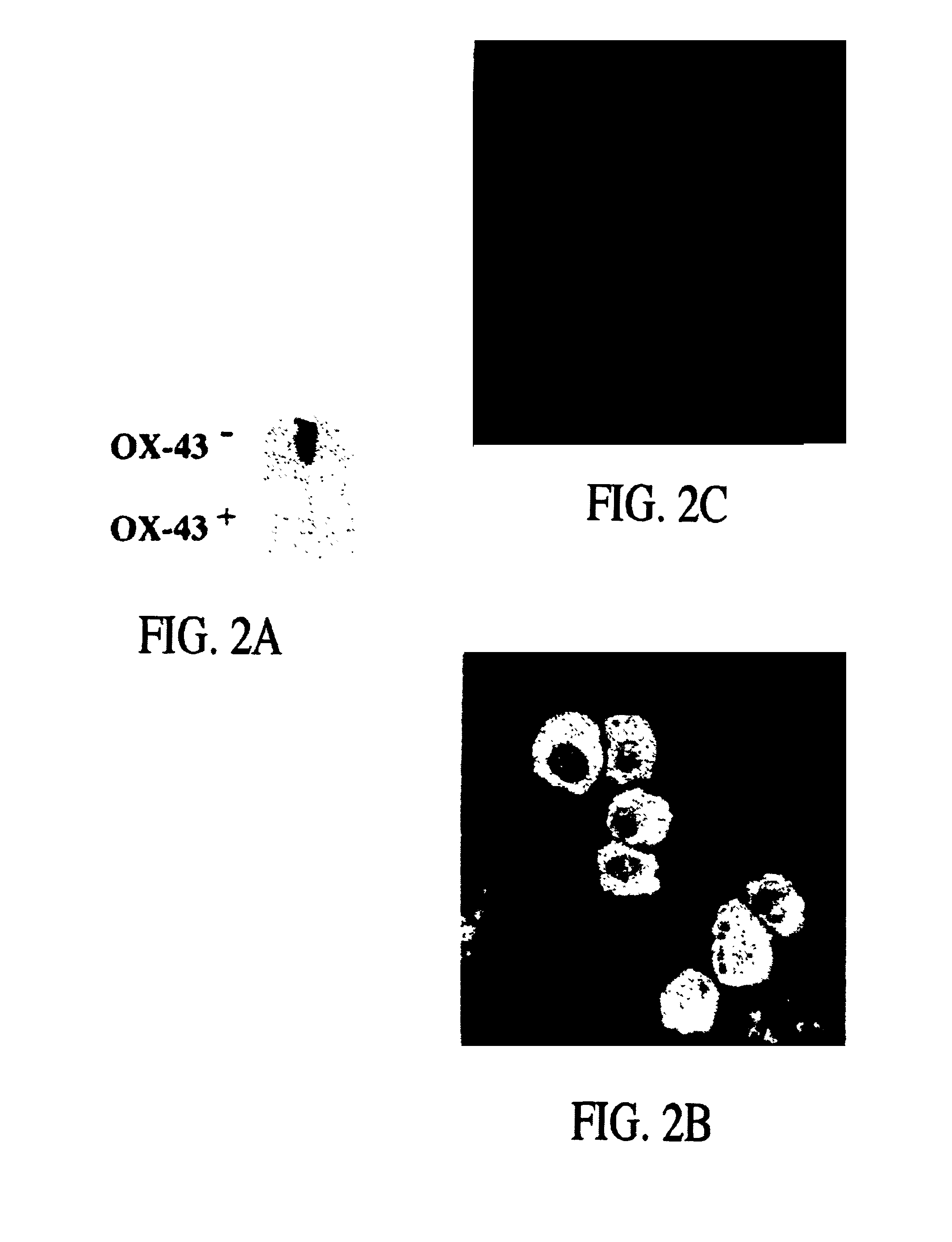 Methods of isolating hepatic progenitors