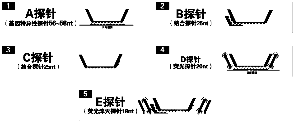 Gene detection kit including nucleic acid molecules of universal fluorescent subtracted probe and application thereof