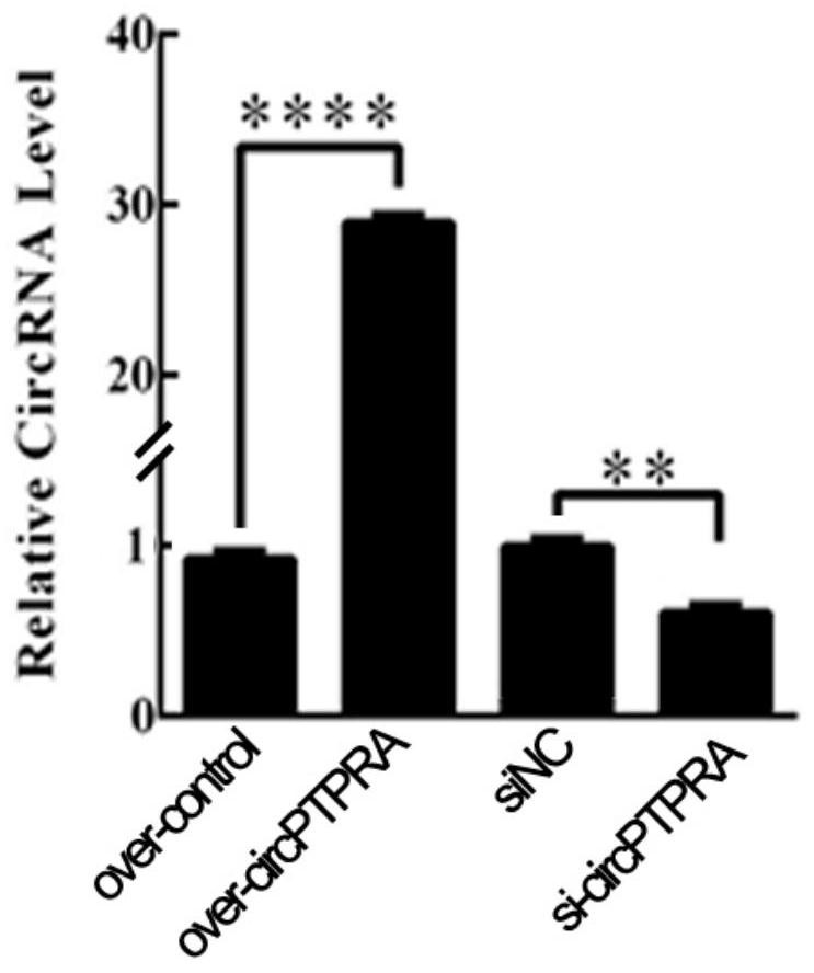 Uses of circular RNA circ-PTPRA