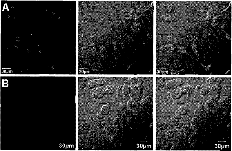 Phosphorescent iridium complex capable of targeting tumor cell