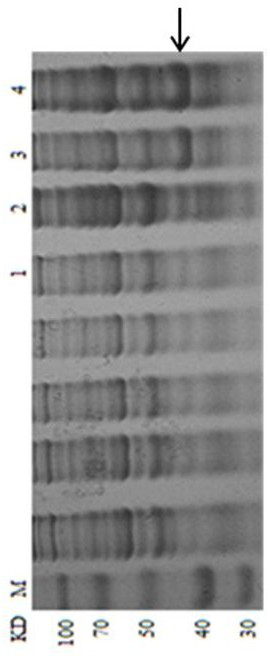 H3N2 Canine Influenza Virus Shuttle Intracellular Antibody Tat-2c