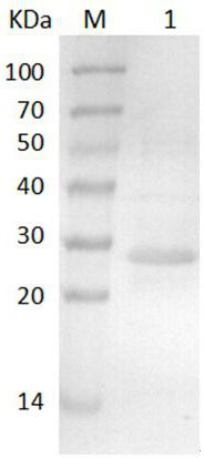 H3N2 Canine Influenza Virus Shuttle Intracellular Antibody Tat-2c