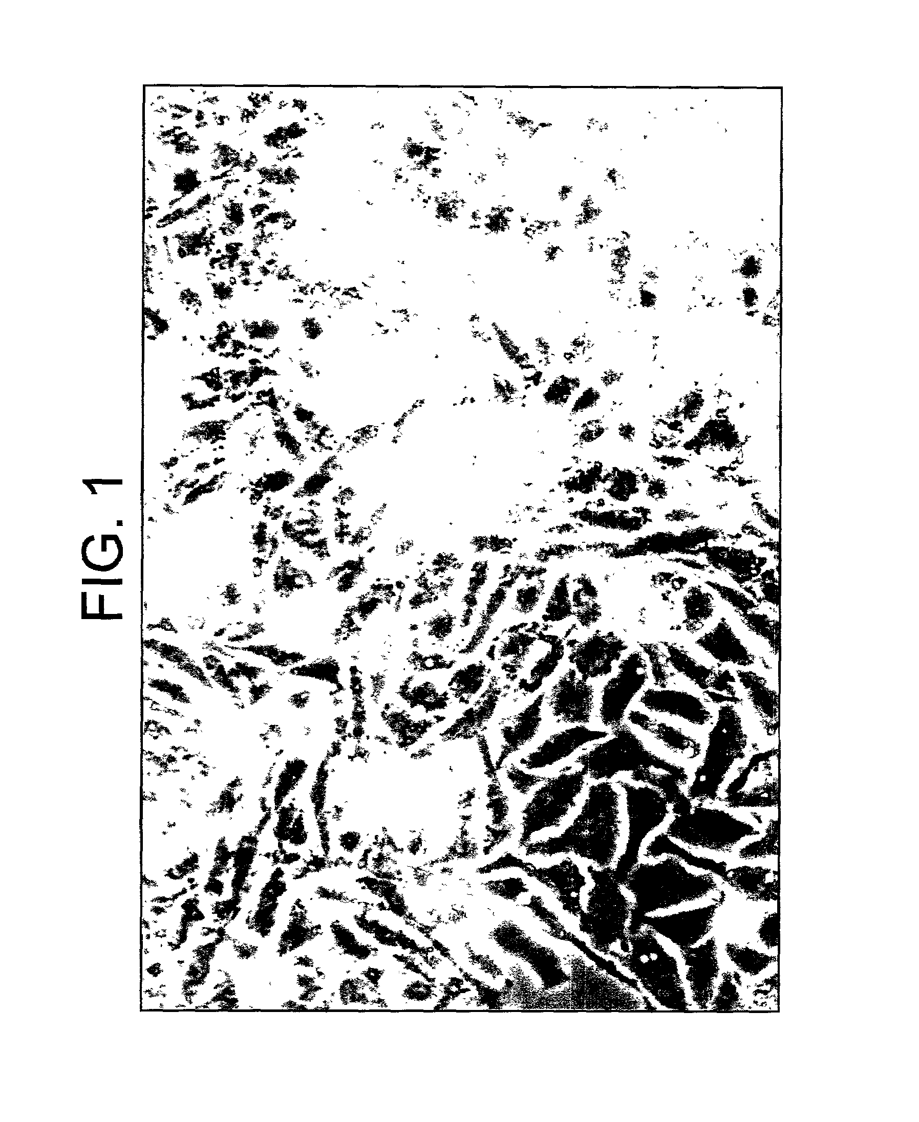 Human liver cell line