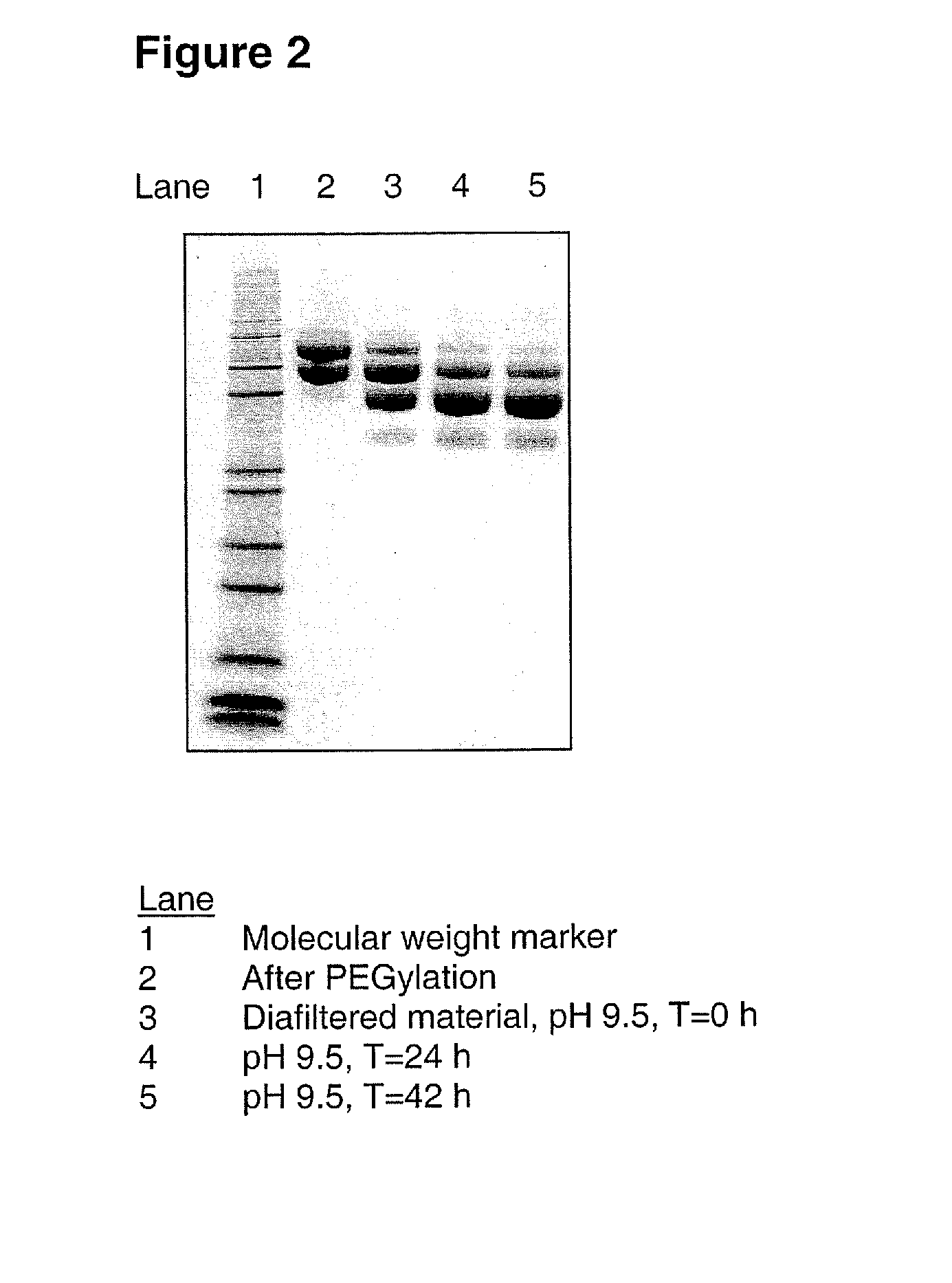 Pegylated g-csf polypeptides and methods of producing same