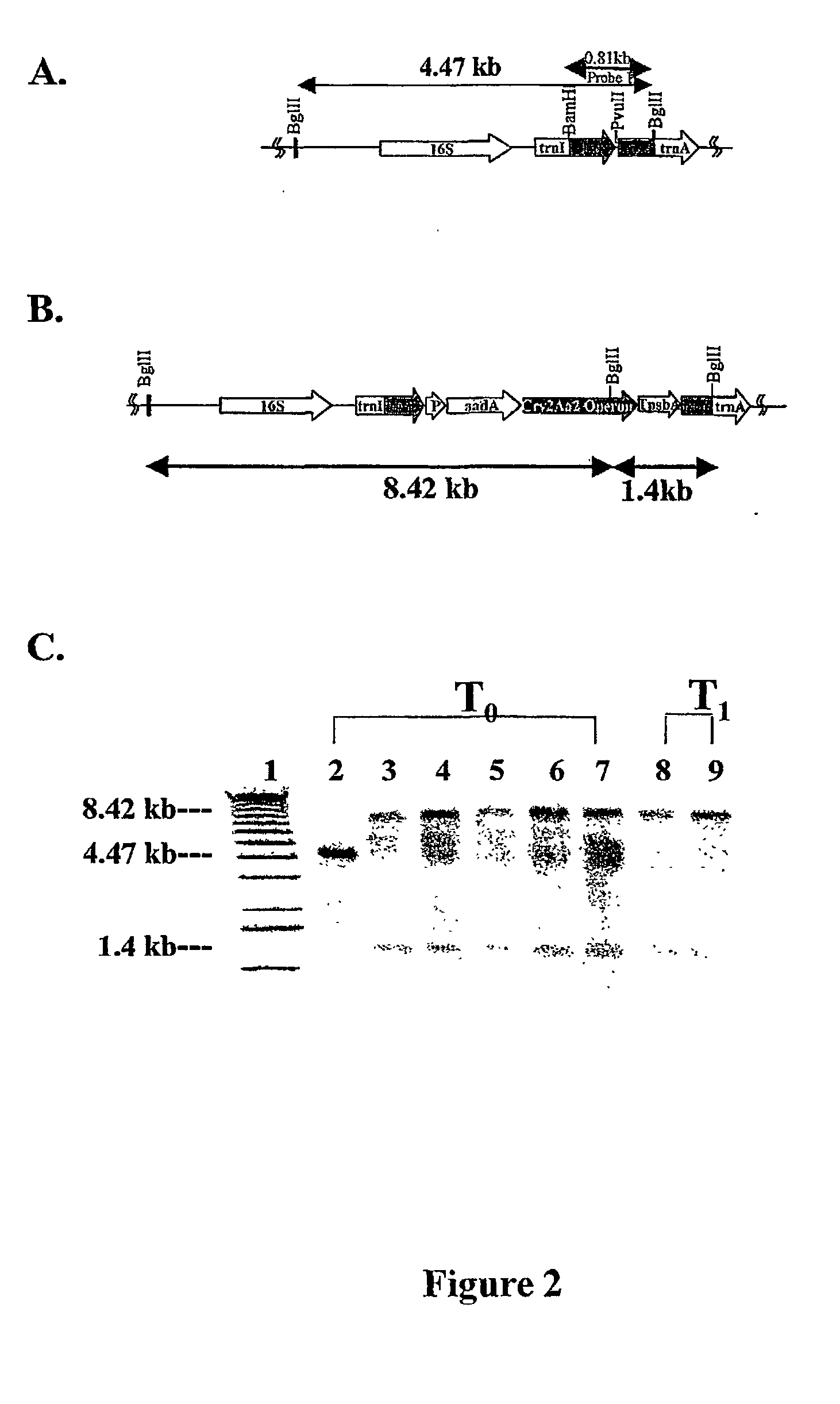 Mutiple gene expression for engineering novel pathways and hyperexpression of foreign proteins in plants