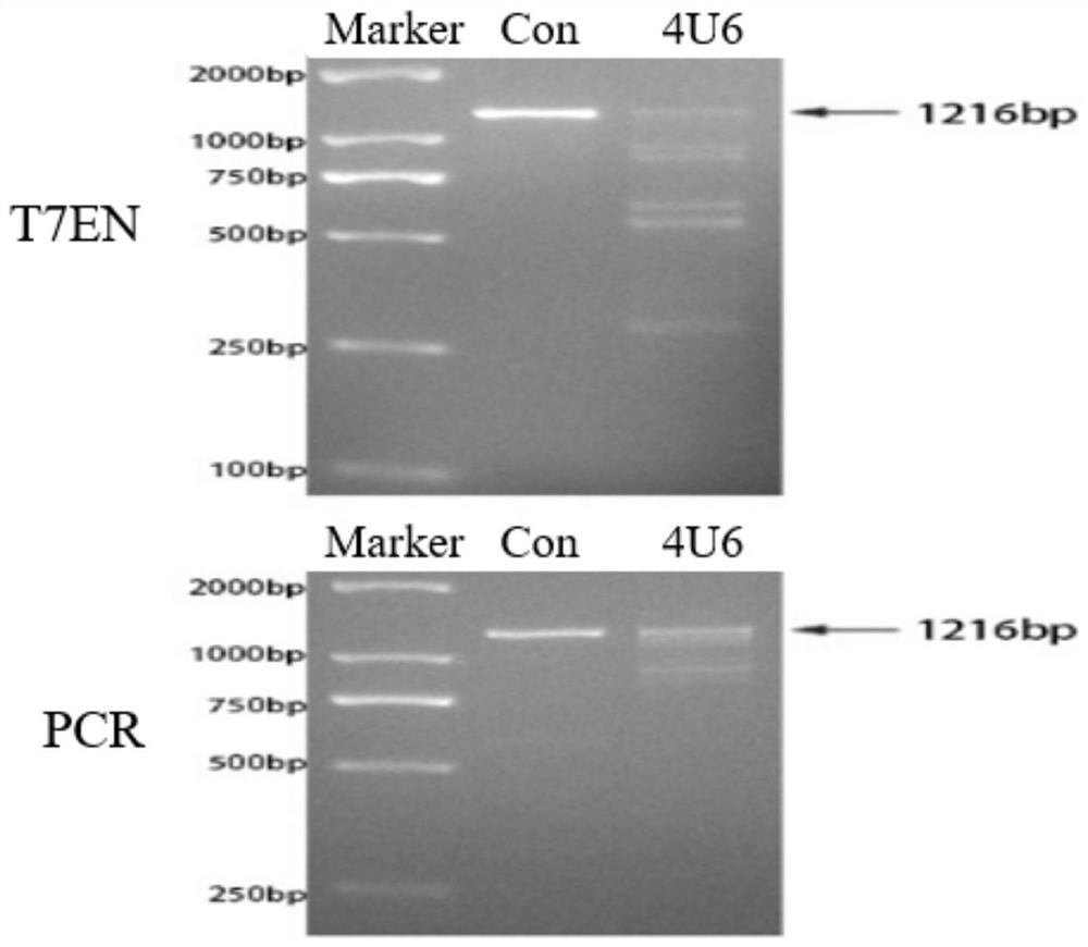 Four sgRNAs designed for human adrb2 gene