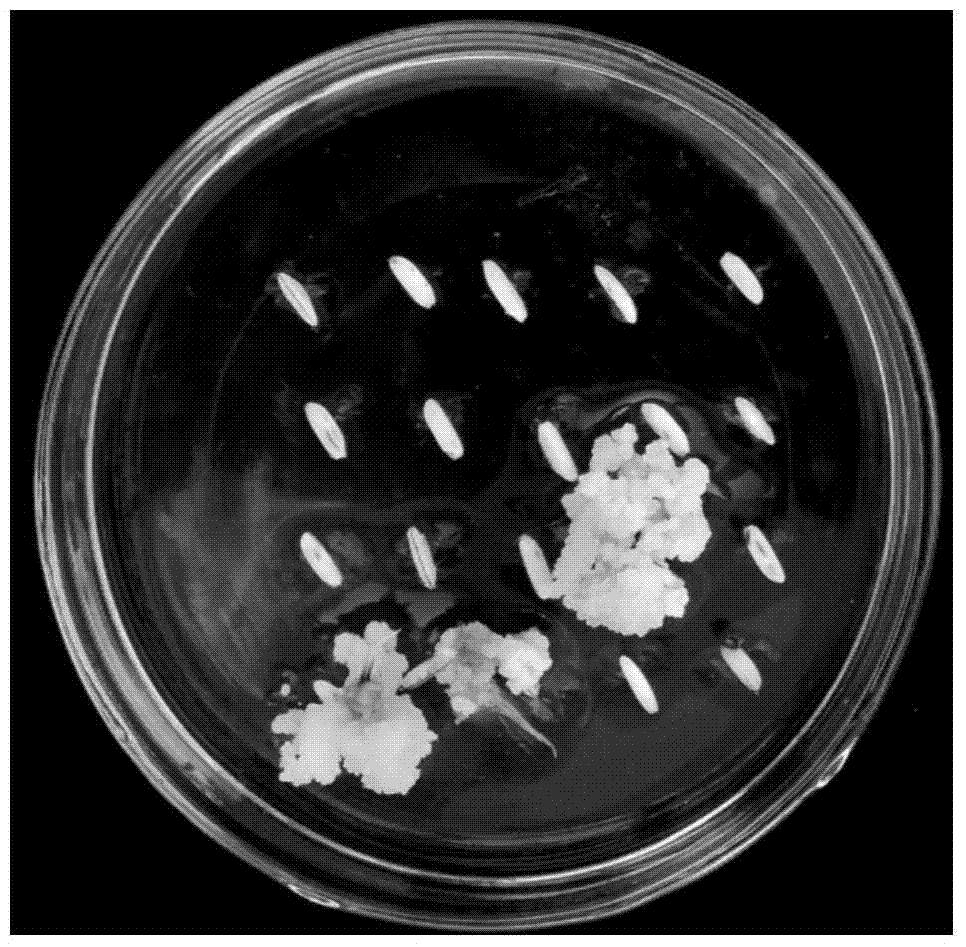 A culture medium for inducing embryogenic callus of inbred line of common wild rice in Southeast Asia