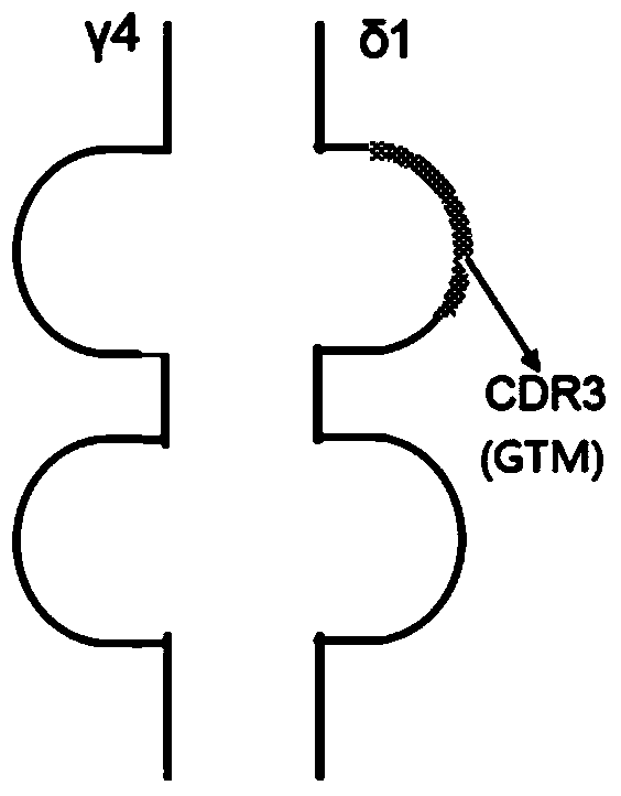 Tumor binding specific γδtcr gene-modified αβt cells and its use for tumor suppression