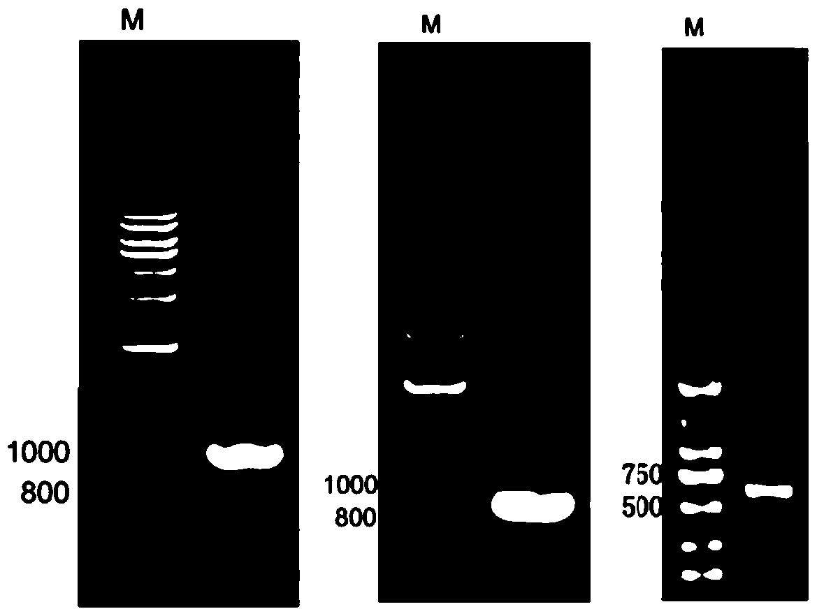 Tumor binding specific γδtcr gene-modified αβt cells and its use for tumor suppression