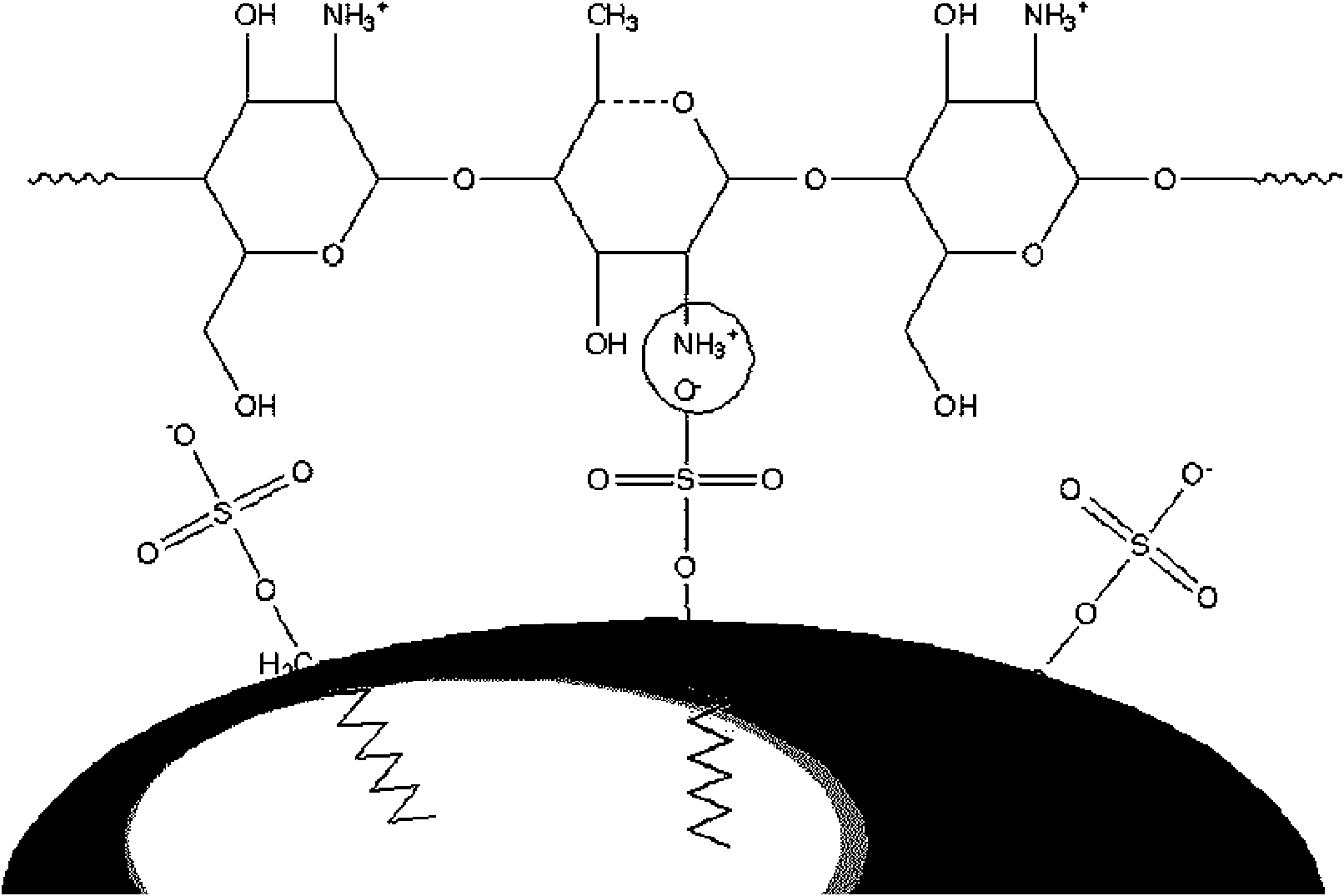 Chitosan-urea resin microcapsule and synthesis method thereof