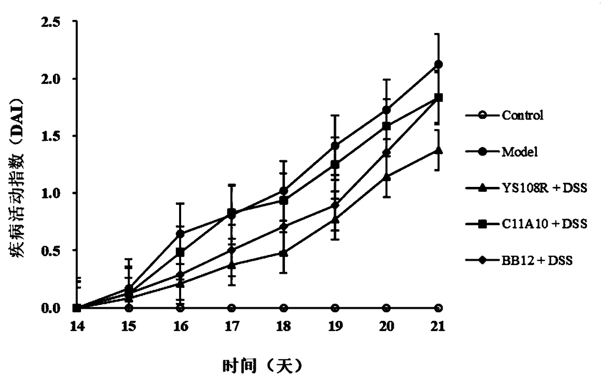 Bifidobacterium longum and application thereof