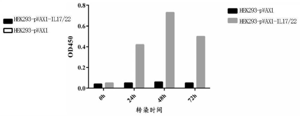 Preparation and application of porcine interleukin 17 and 22 co-expression antibiotic-replacing biological preparation