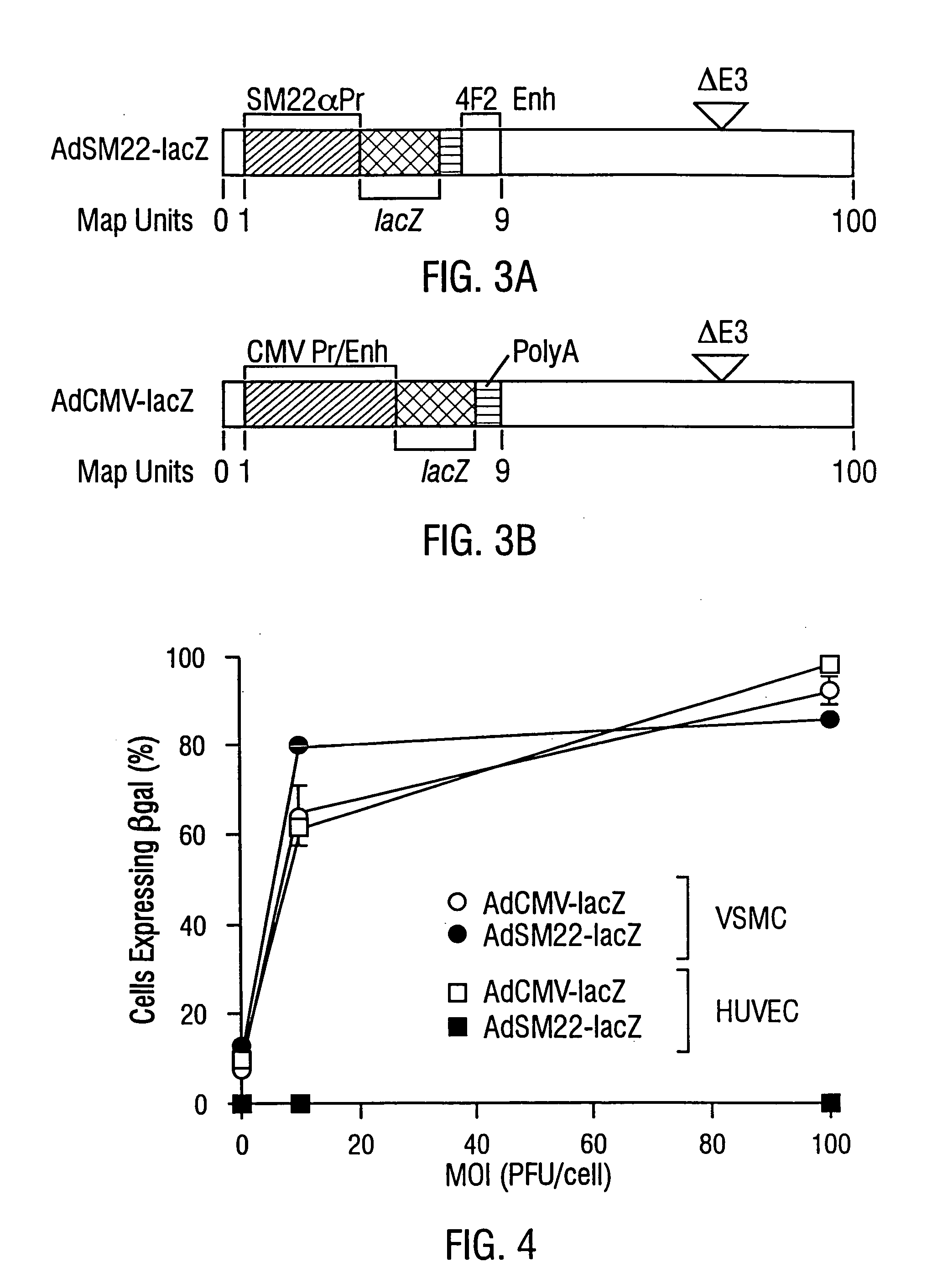 Promoter for smooth muscle cell expression