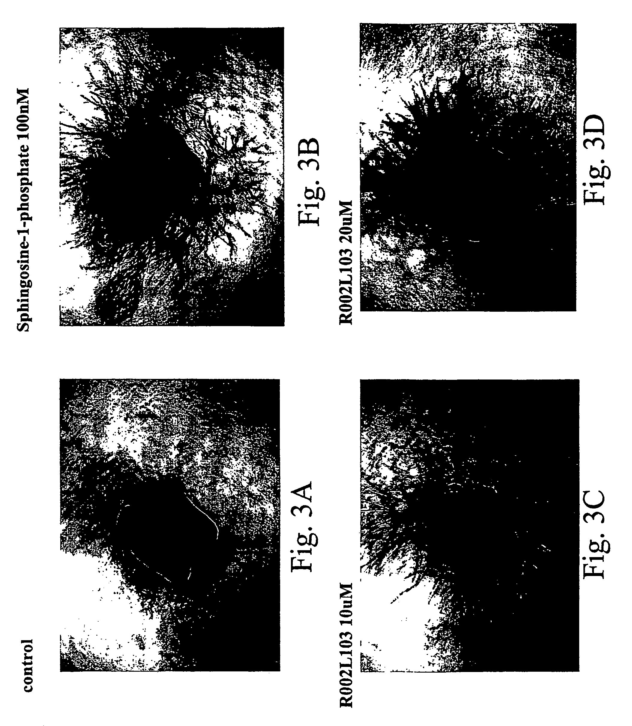 Short peptides from the ‘2nd loop’ of 7 transmembrane receptor which selectively modulate signal transduction