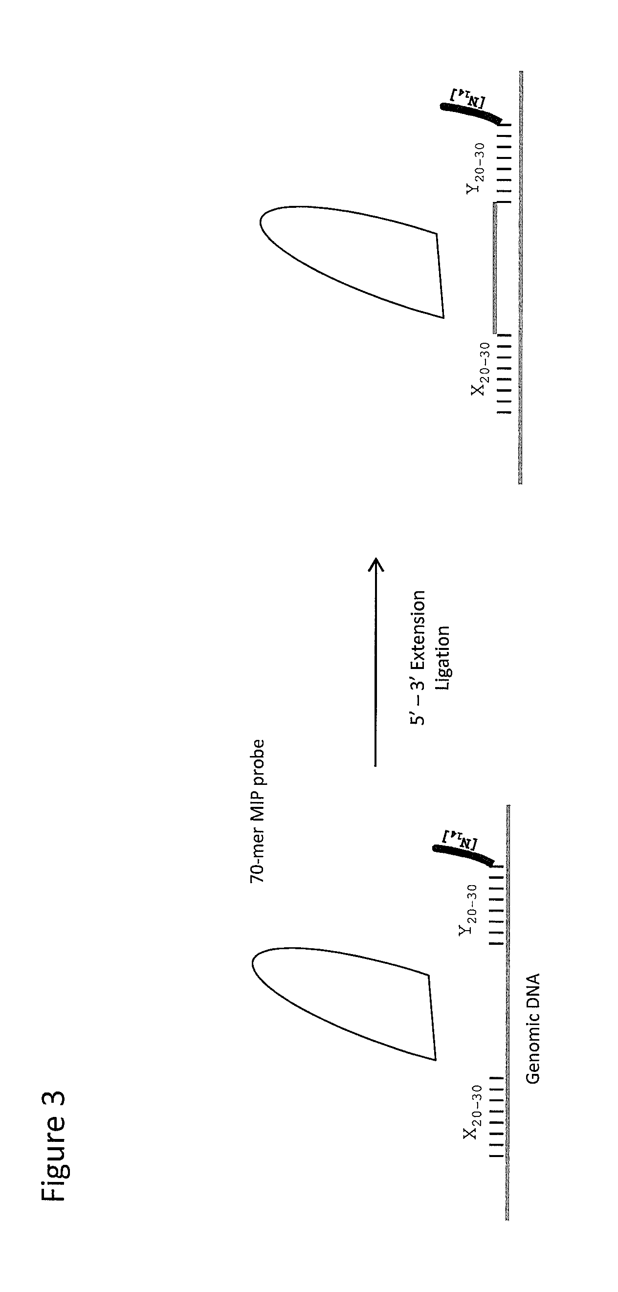 Sequence capture method using specialized capture probes (heatseq)