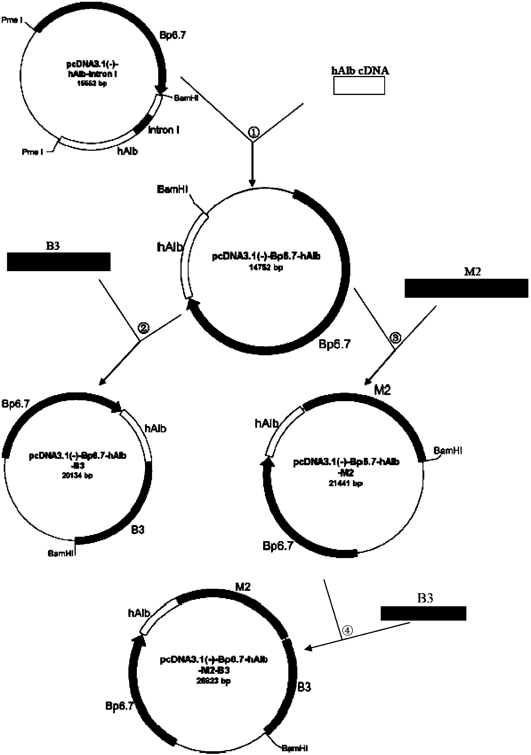 Method for producing human serum albumin by using animal mammary gland and expression vector thereof