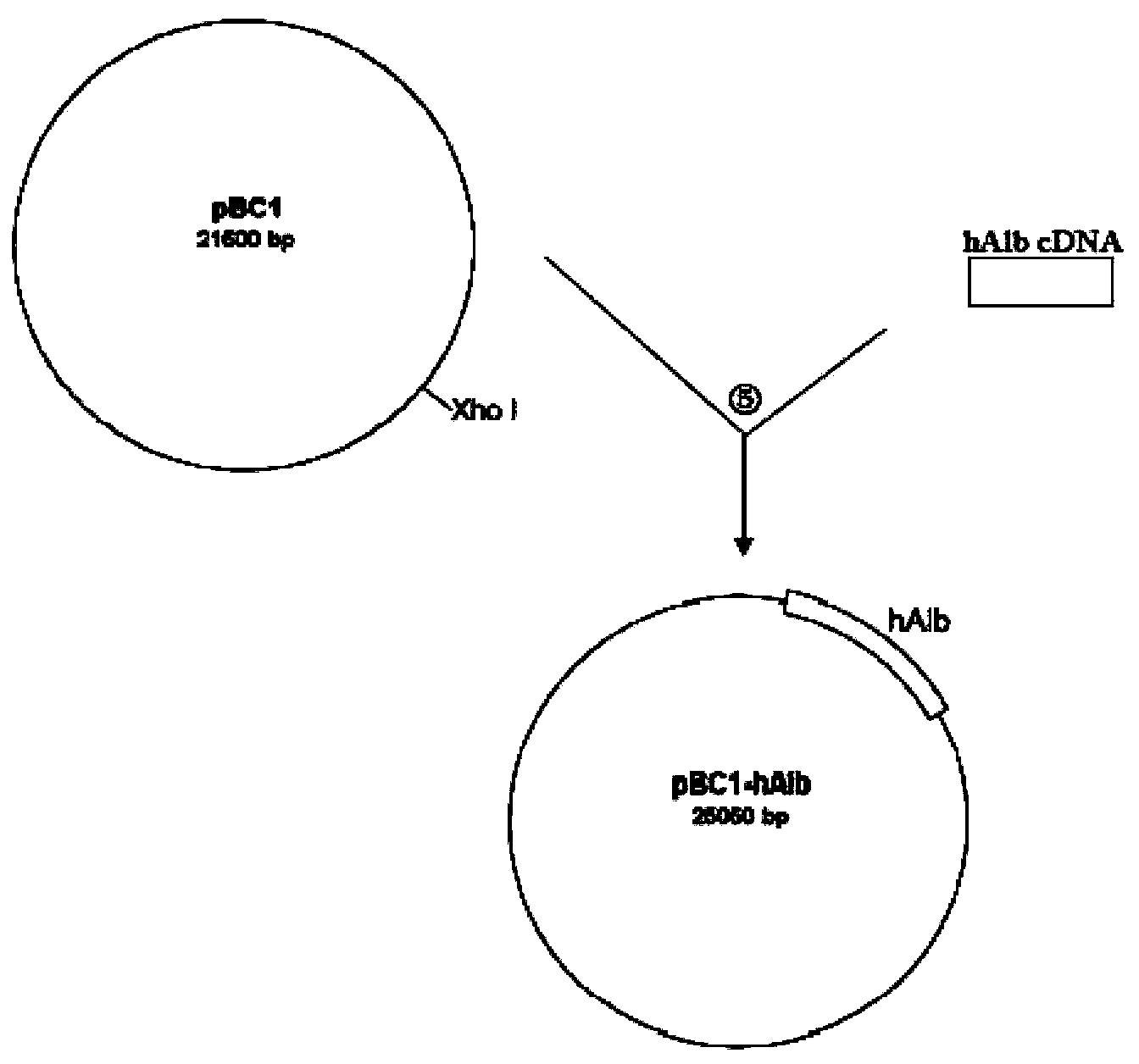 Method for producing human serum albumin by using animal mammary gland and expression vector thereof