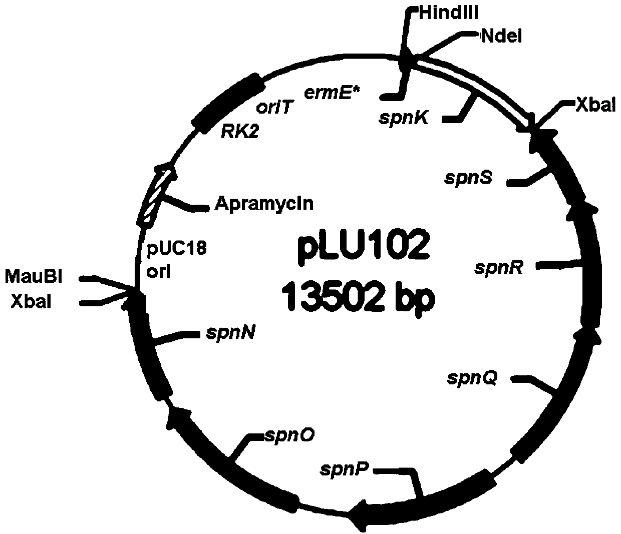 Genetically engineered bacterium capable of increasing yield of spinosads as well as construction method and application