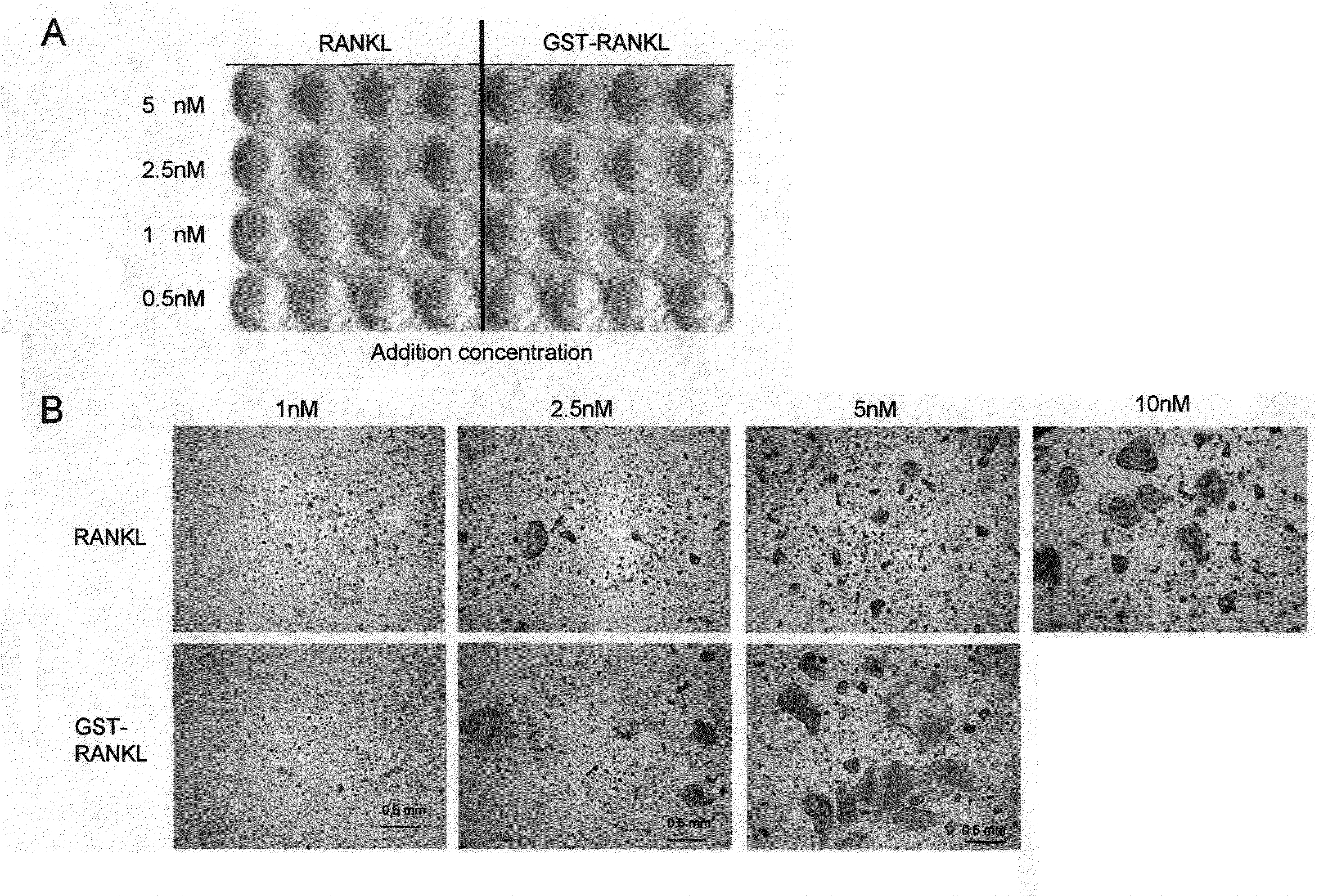 Agent containing fused protein of soluble rankl with epitope tag