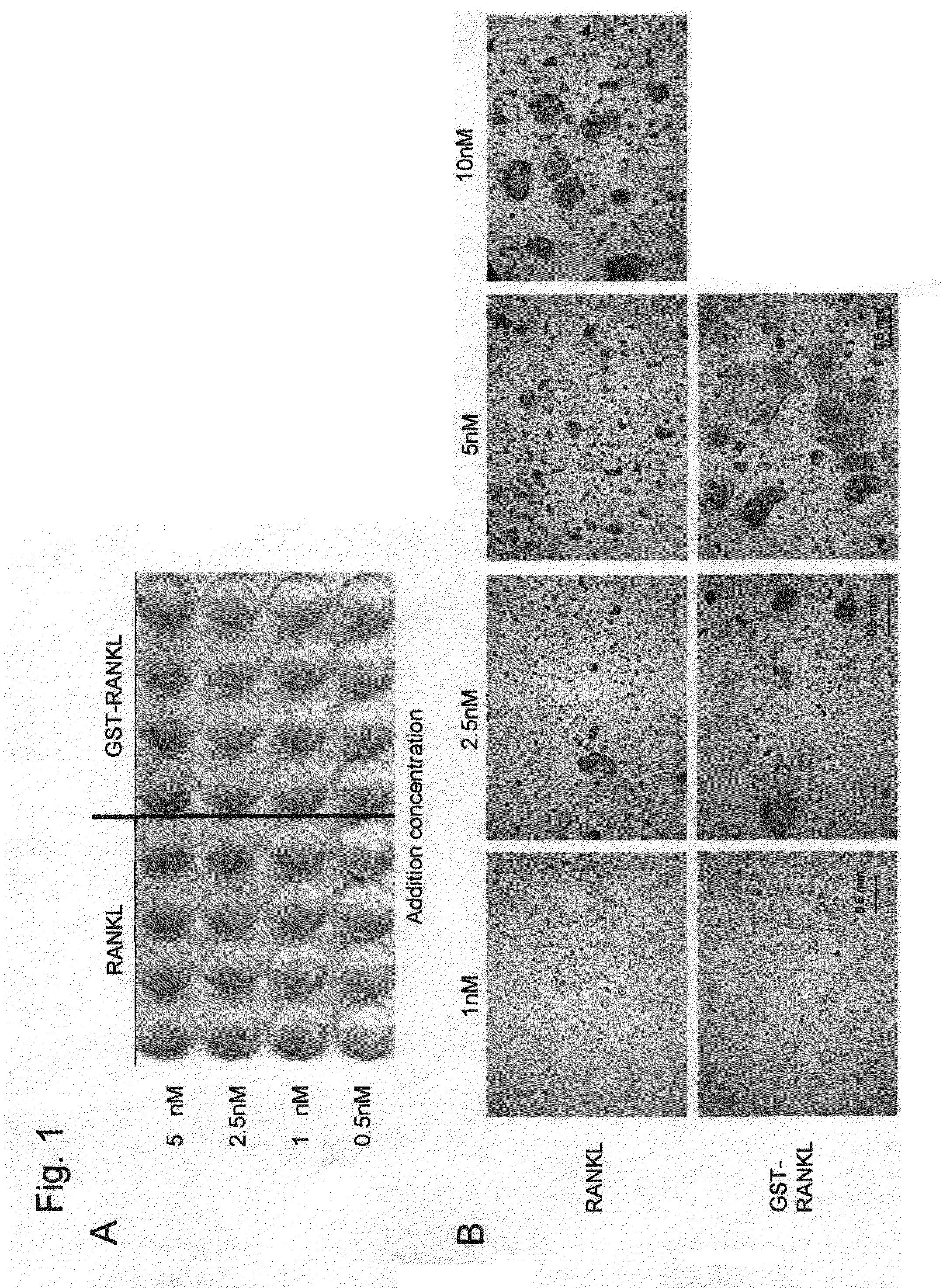 Agent containing fused protein of soluble rankl with epitope tag