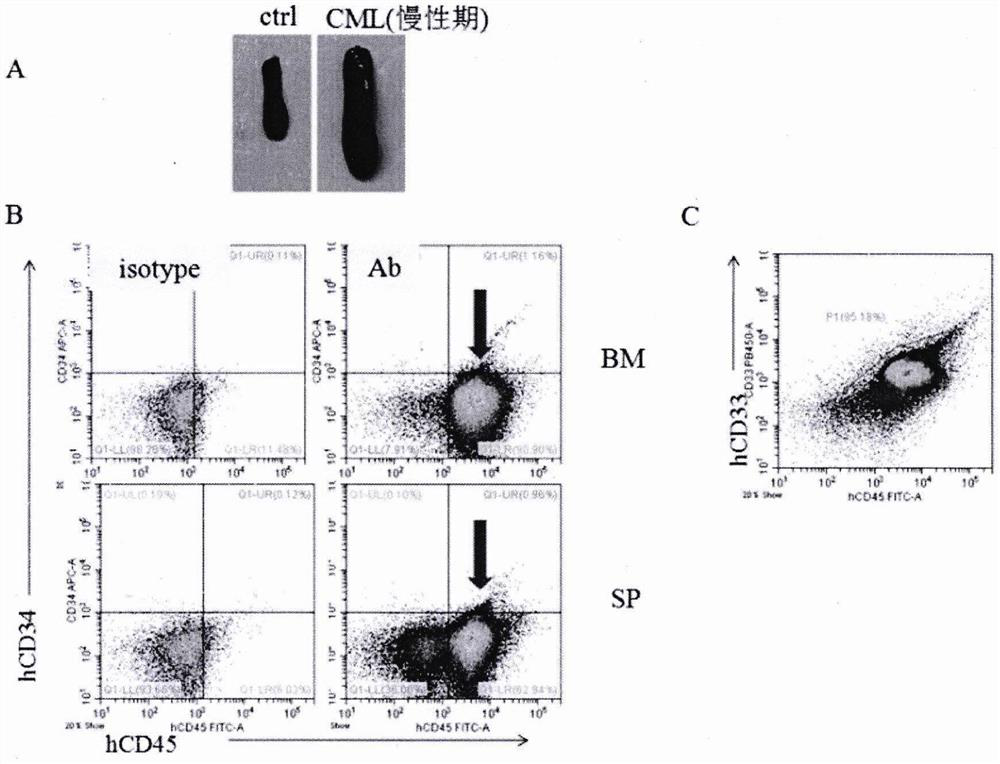 Method for establishing PDX model of chronic myeloid leukemia