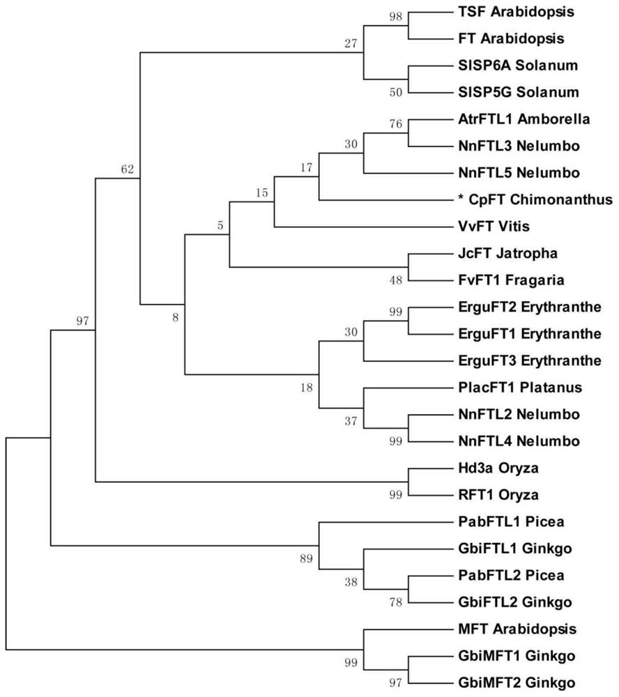 Wintersweet cpft gene and its application