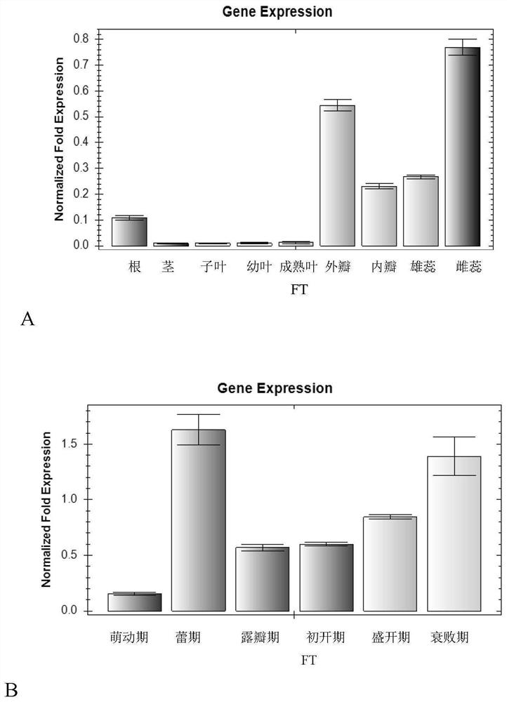 Wintersweet cpft gene and its application