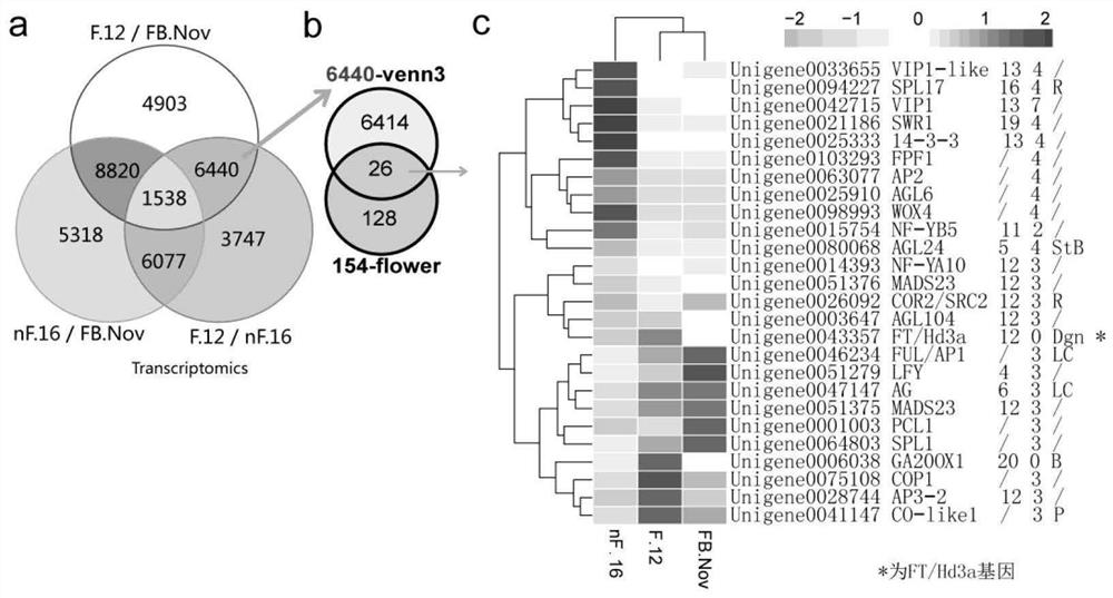 Wintersweet cpft gene and its application