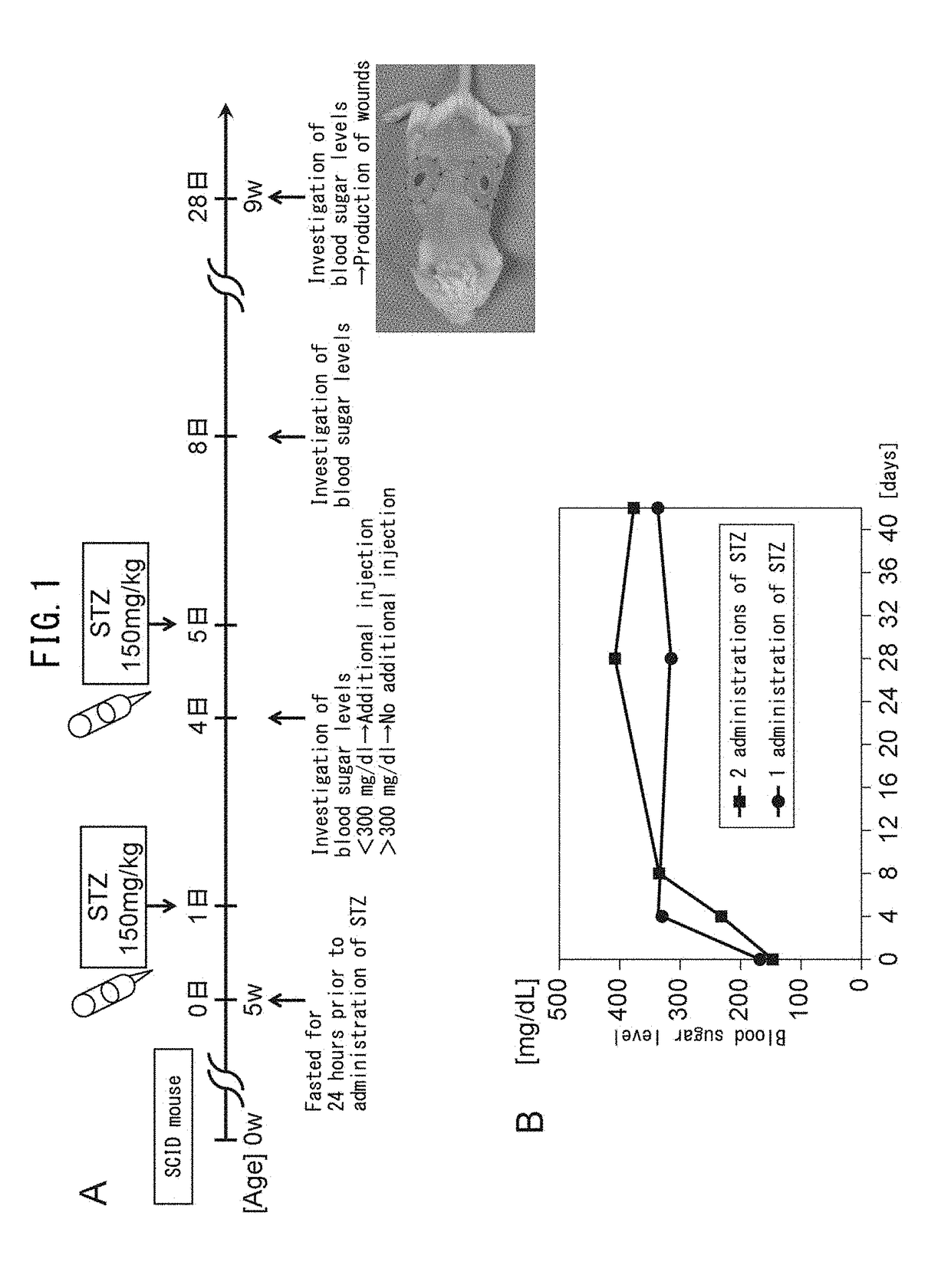 Pluripotent stem cell for treating diabetic skin ulcer