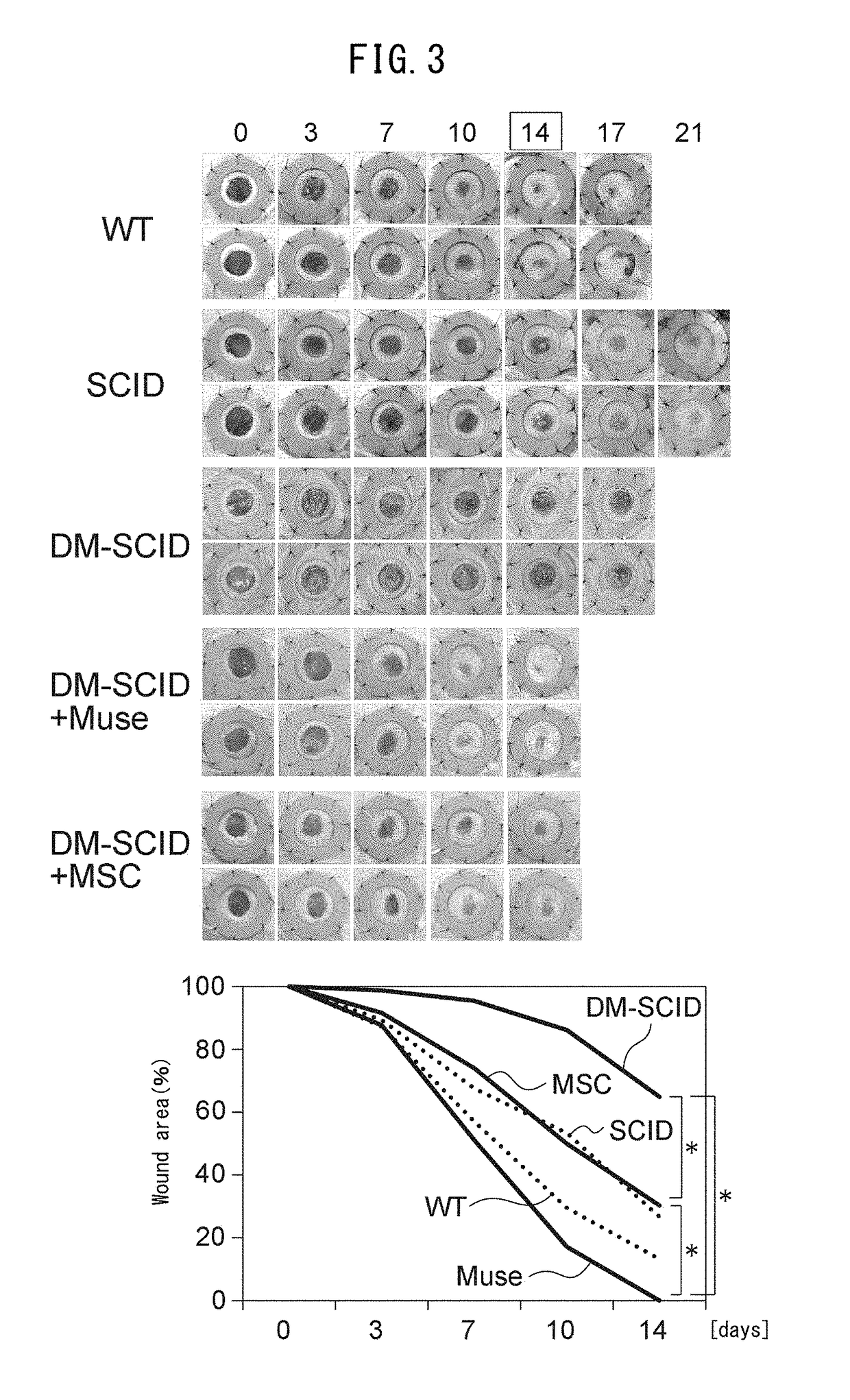 Pluripotent stem cell for treating diabetic skin ulcer