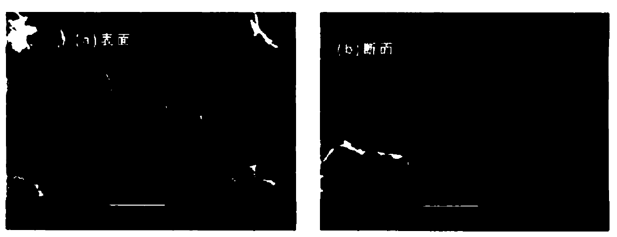 Zeolite membrane, its production method, and separation method using the zeolite membrane