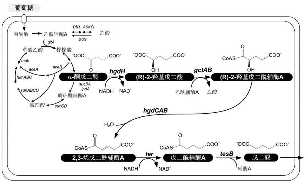 Biological improvement synthesis method of glutaric acid