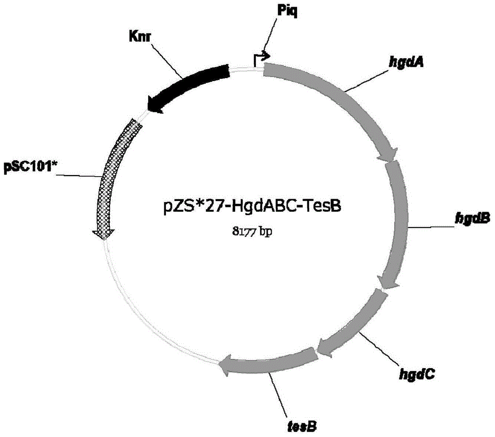 Biological improvement synthesis method of glutaric acid