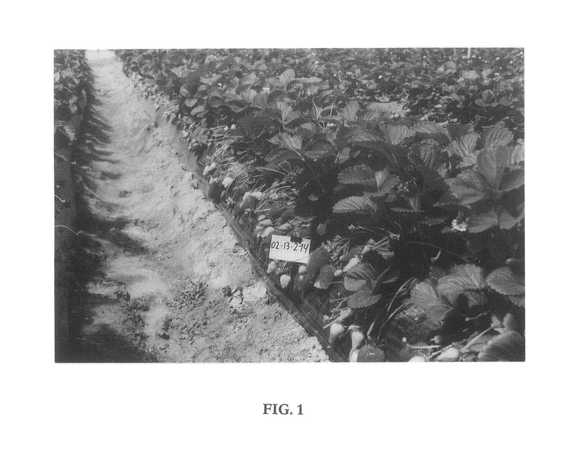 Strawberry plant named 'PLANASA 02-32'