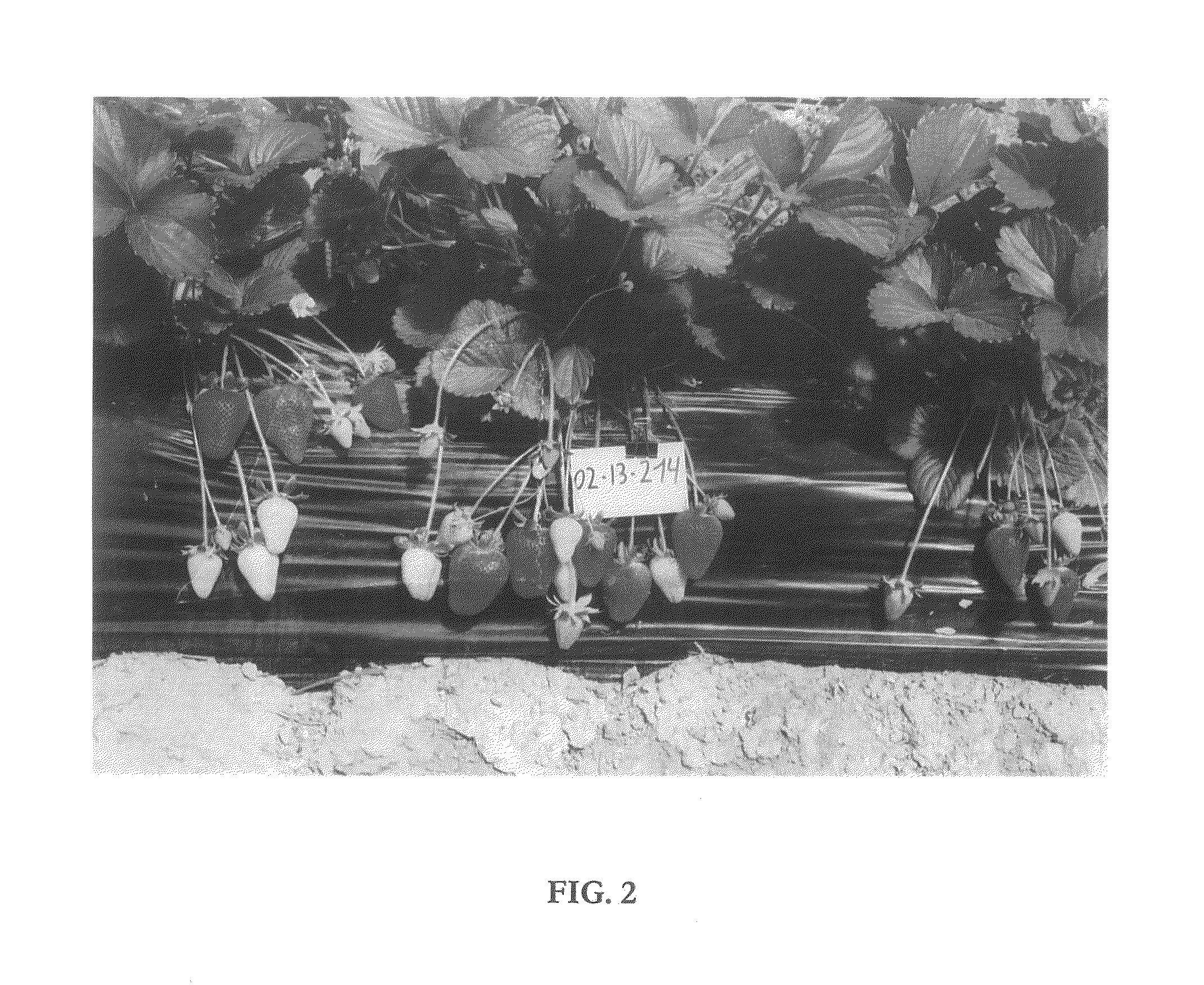 Strawberry plant named 'PLANASA 02-32'