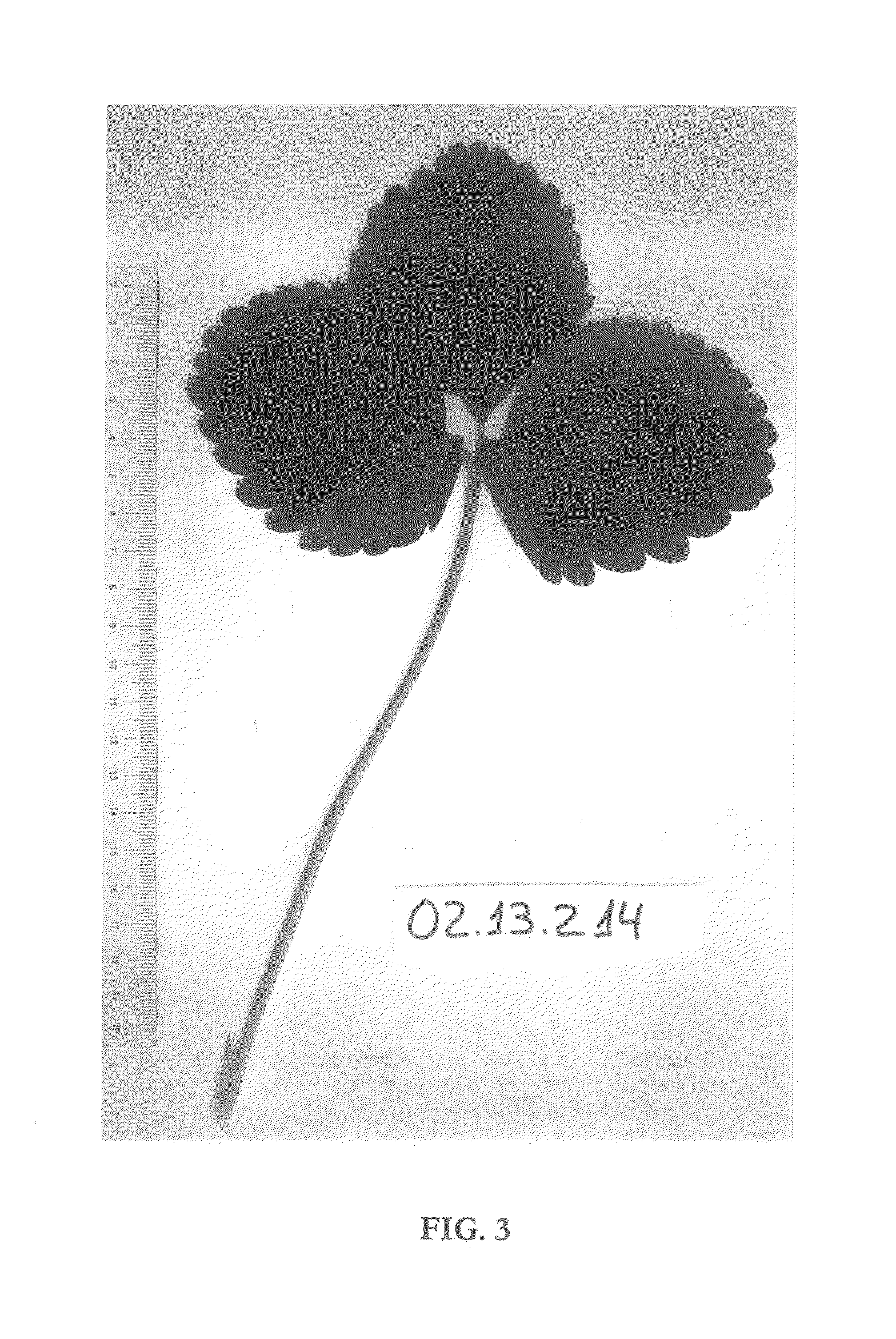 Strawberry plant named 'PLANASA 02-32'