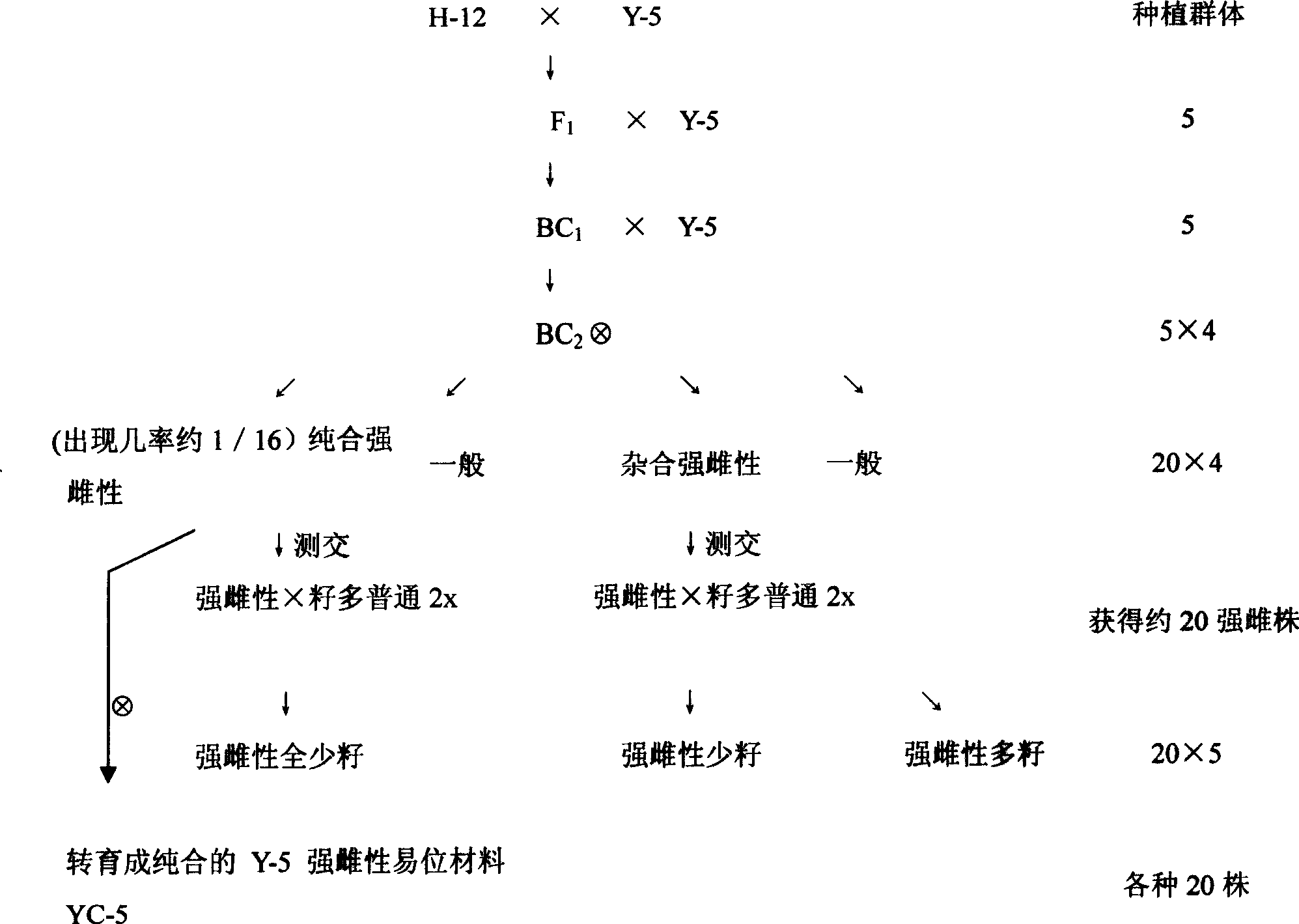 Method for cultivating high-female few-seed watermelon