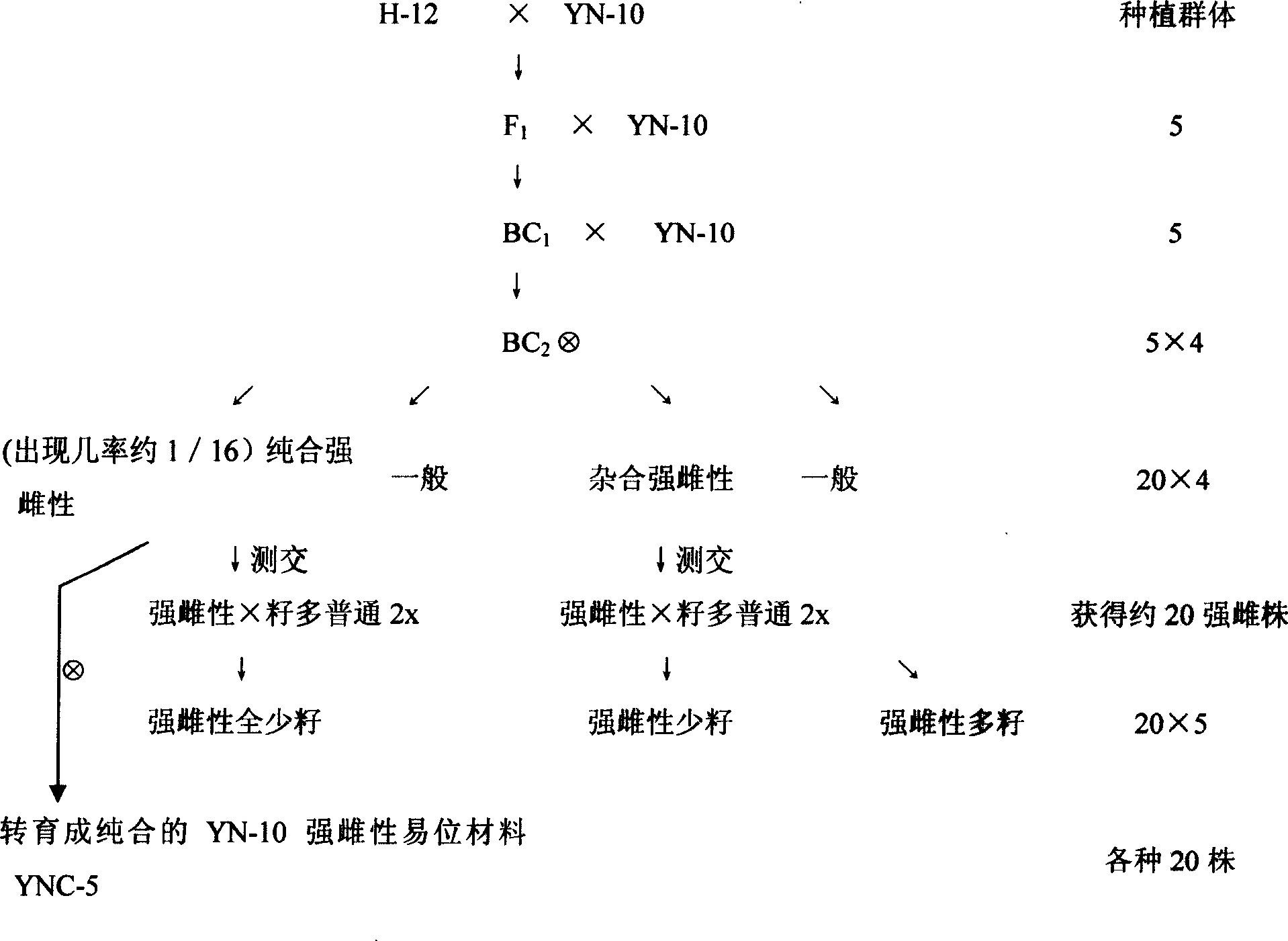 Method for cultivating high-female few-seed watermelon