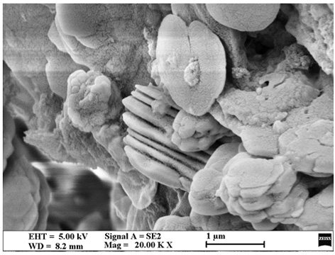 Synthesis and application of conjugated imide polymer containing dibenzothiophene sulfone