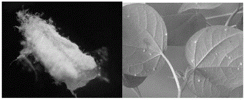 Application of biocontrol strain FZ01-GFP capable of expressing GFP to targeted pest epidemiology