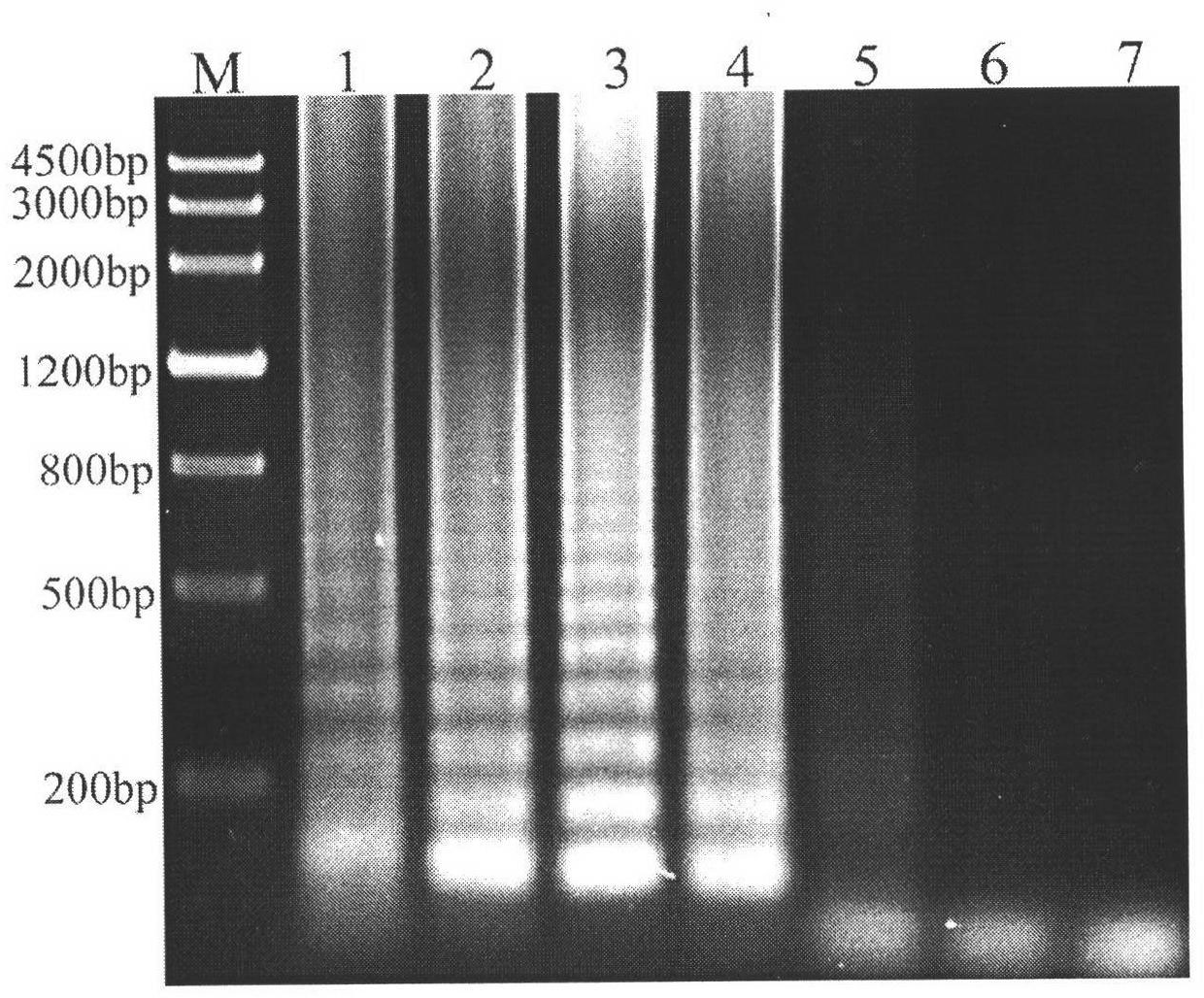 Reverse transcription loop-mediated isothermal amplification (RT-LAMP) method for rapidly detecting rice black-streaked dwarf viruses in plant hopper