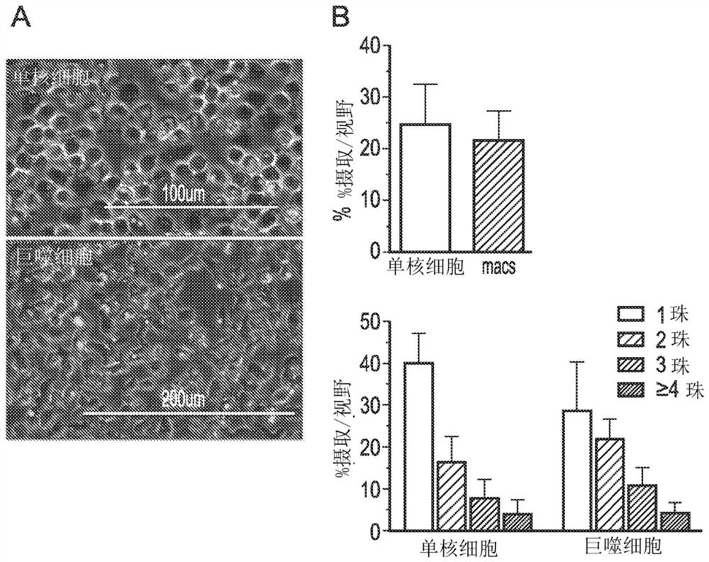 Macrophage-based therapy