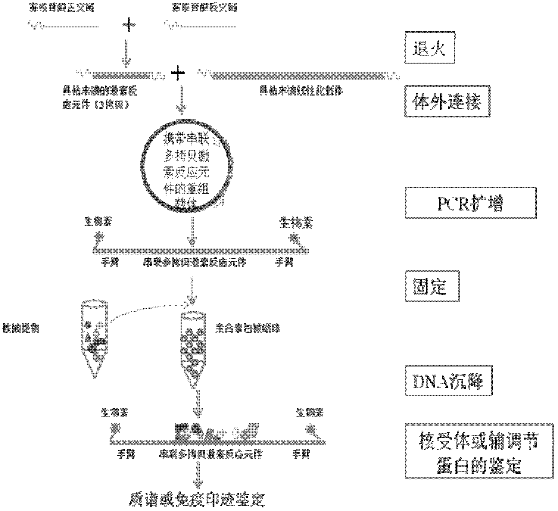 Method for gathering and separating endogenous nuclear receptors and deoxyribonucleic acid (DNA) binding sequence special for same