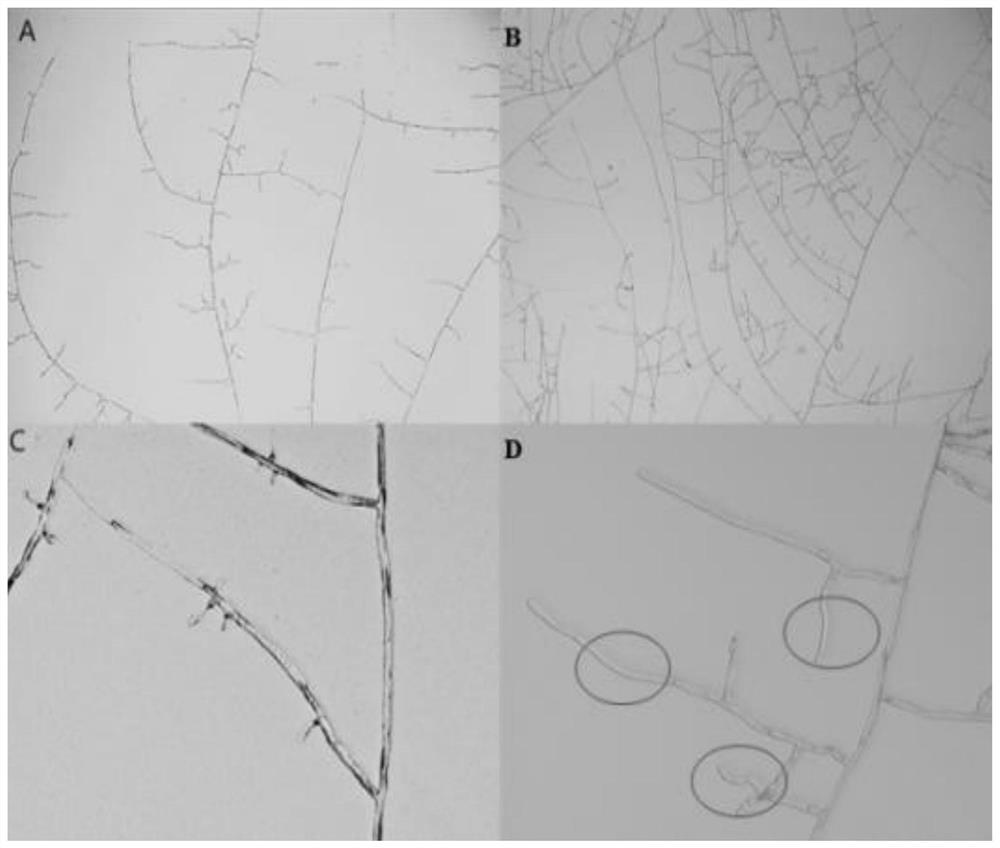 Fengyuansu, composition including Fengyuansu, fusion gene encoding Fengyuansu, recombinant plasmid, recombinant bacterium and application