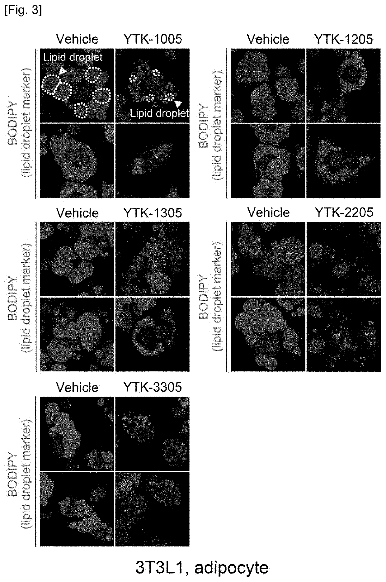 Novel compound and pharmacetical composition for preventing or treating obesity or metabolic syndrome comprising thereof